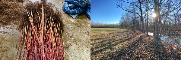 Bare root red osier dogwood stems for planting (Photo: Annalise Carington) and an agroforestry buffer (Photo: Audrey Epp Schmidt of Propagate Bare root red osier dogwood stems and a riparian forest along a river